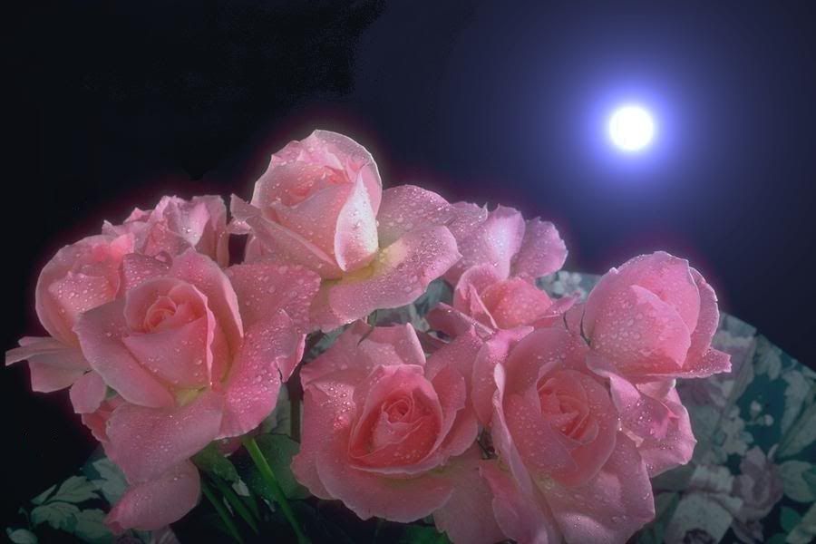 Moonlight And Roses Photo by azromar Photobucket